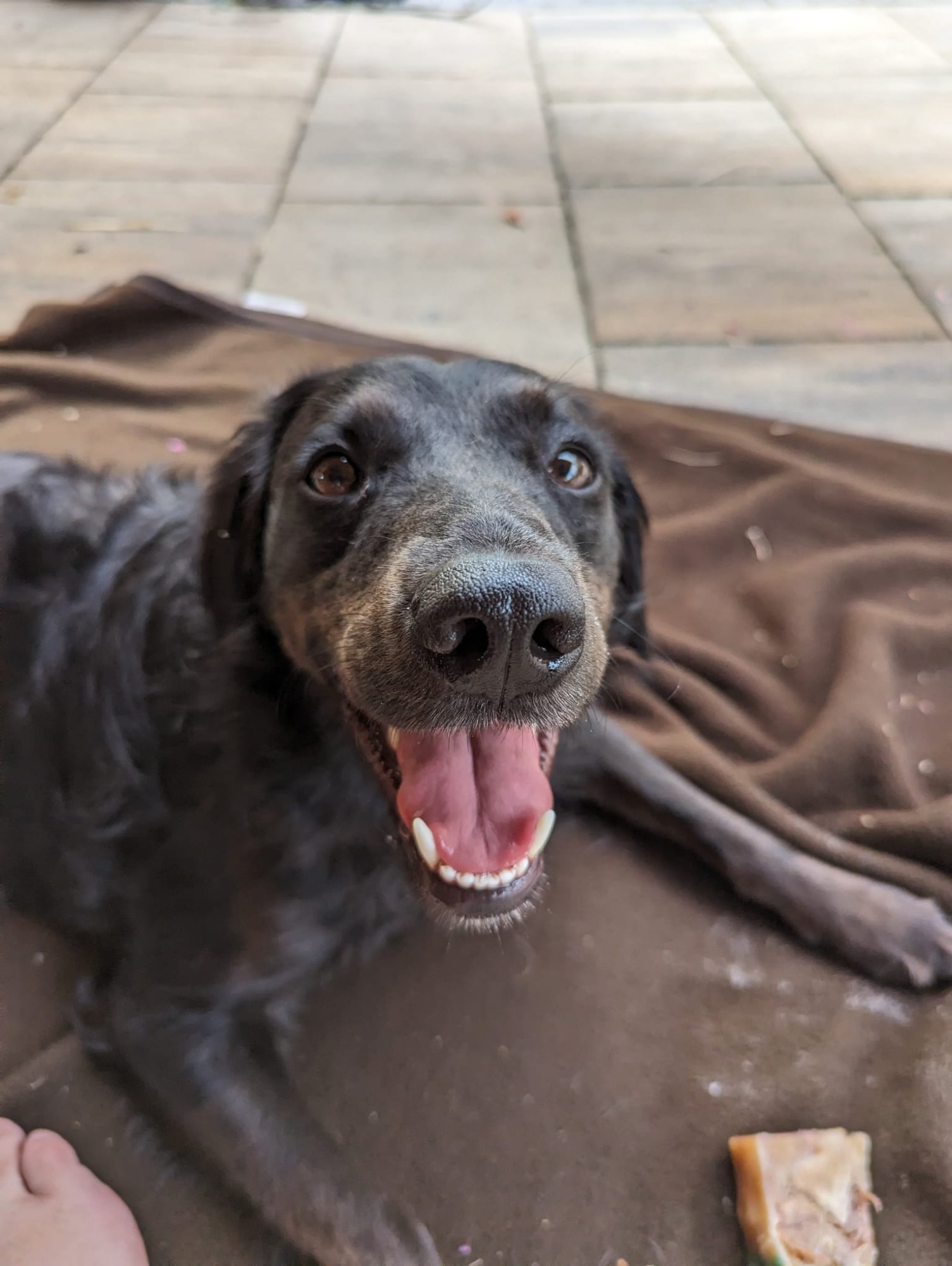 Fröhlicher Hund auf der Terrasse