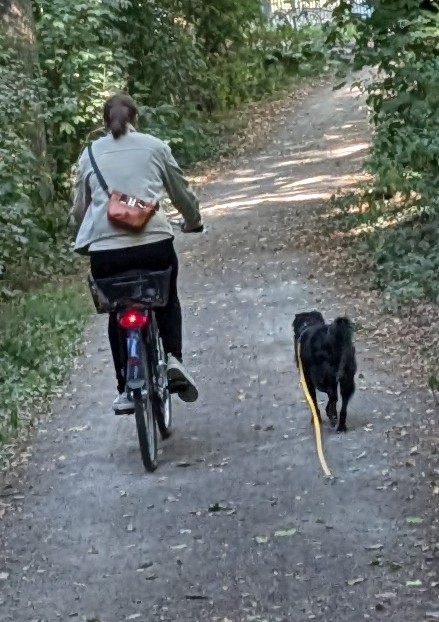 Radtour durch den Wald mit Hund