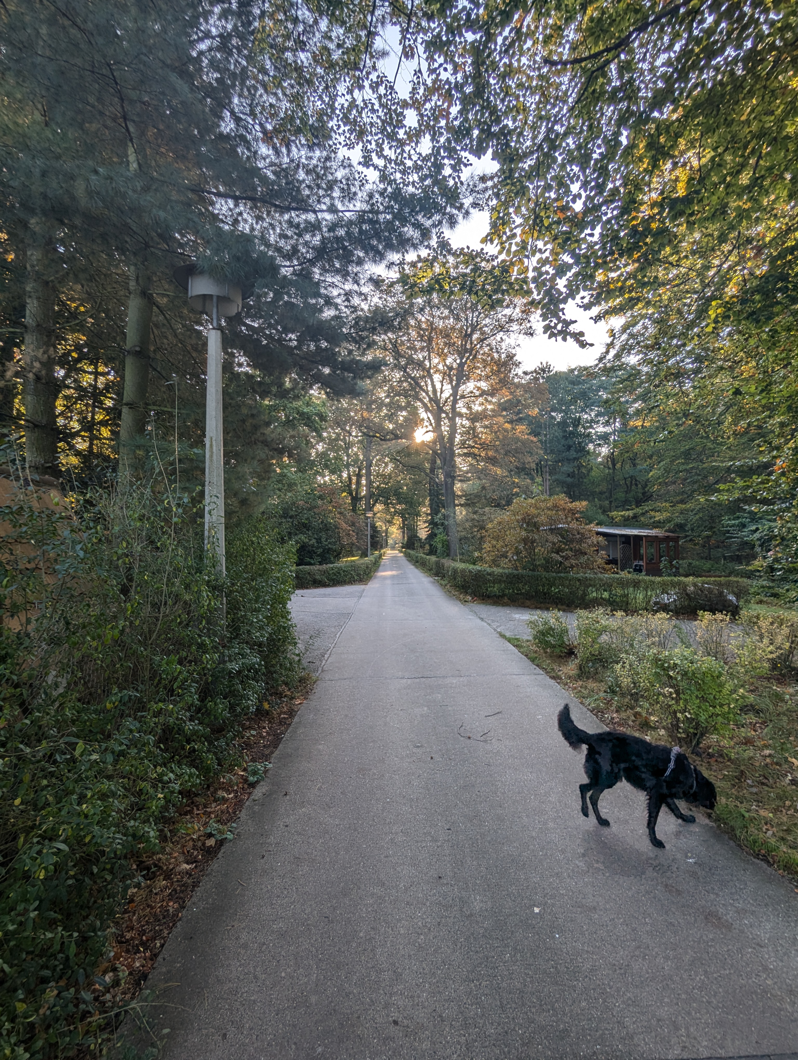 Waldweg in die Bungalowsiedlung Kromlau